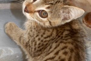 miez mc Gillicuddy IMG_3312we miez mc Gillicuddy IMG_3312we