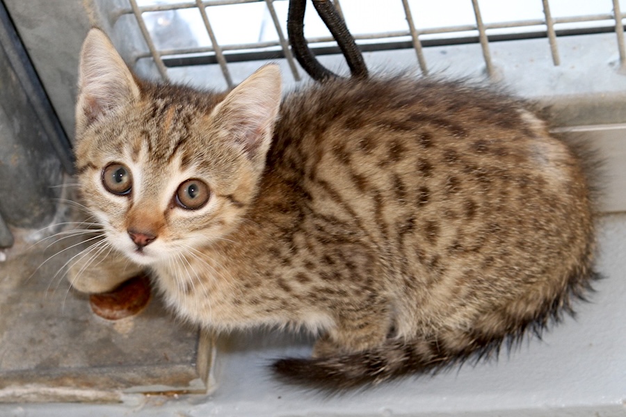 miez mc Gillicuddy IMG_3318we miez mc Gillicuddy IMG_3318we