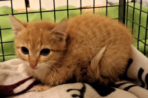 miez stringer miez stringer