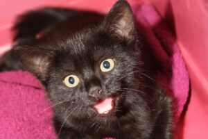 misty IMG_2712we misty IMG_2712we