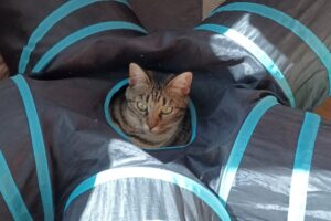 nala sarawi privat 04
