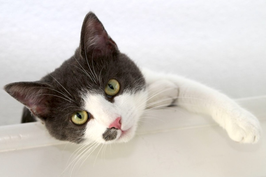 pascha IMG_9261we pascha IMG_9261we