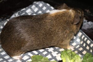 semmel und brösel IMG_3516we semmel und brösel IMG_3516we