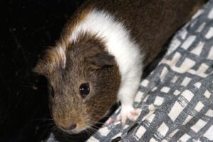 semmel und brösel IMG_3518we semmel und brösel IMG_3518we