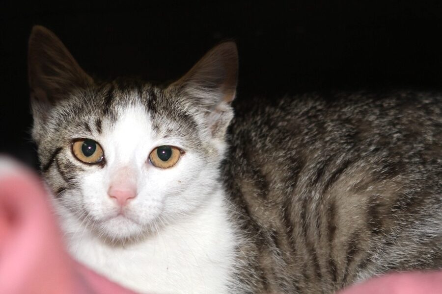 shanty IMG_4297we shanty IMG_4297we