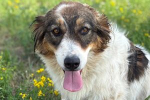 sila IMG_5398 sila IMG_5398