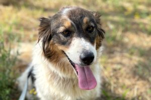 sila IMG_5455 sila IMG_5455