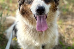 sila IMG_5456 sila IMG_5456