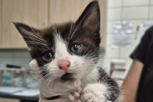 teddy IMG 3000