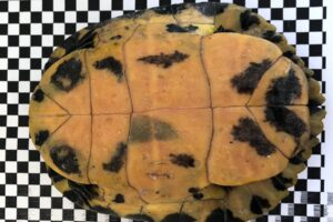 wsk #368 IMG 02