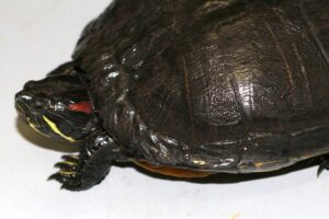 wsk turtle IMG_3269we