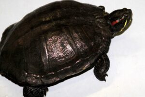wsk turtle IMG_3275we