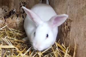 Benny IMG-20250722-WA0114 Benny IMG-20250722-WA0114