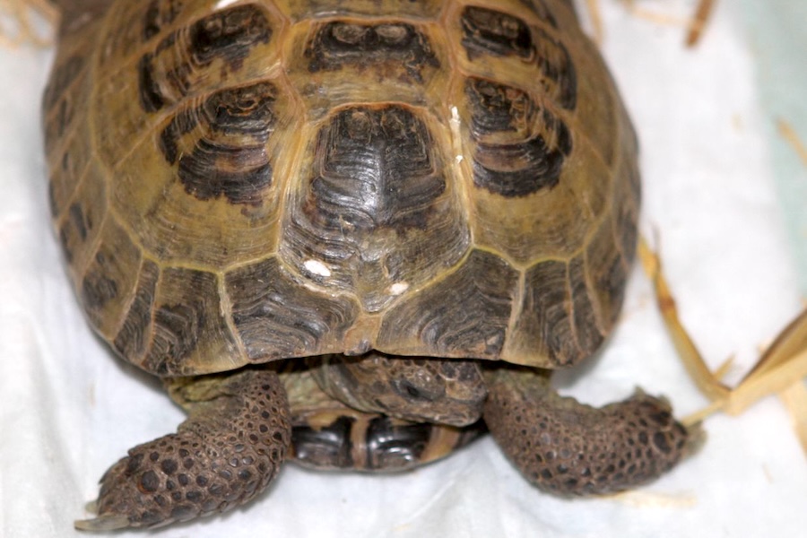 LSK 593 F25 IMG_9456we