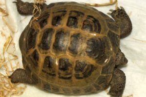 LSK 593 F25 IMG_9459we LSK 593 F25 IMG_9459we