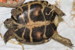 LSK 593 F25 IMG_9460we LSK 593 F25 IMG_9460we