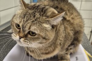 Minka BKH 2we Minka BKH 2we