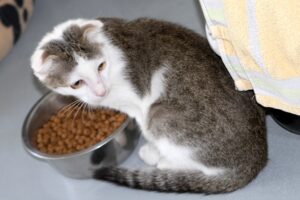 O Riley get weiss scott ohren MG_9599we O Riley get weiss scott ohren MG_9599we