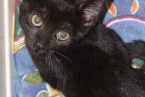 Olli schwarz IMG_9590we Olli schwarz IMG_9590we