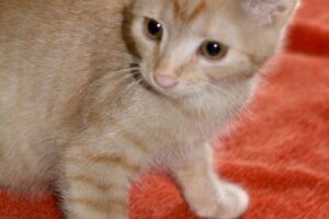 Oxana rot frau IMG_9592we Oxana rot frau IMG_9592we