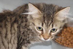 Oxbow Mann get plüsch ohren IMG_9601we Oxbow Mann get plüsch ohren IMG_9601we