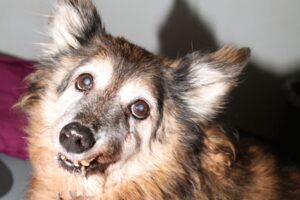 alfi fundhund IMG_5207we