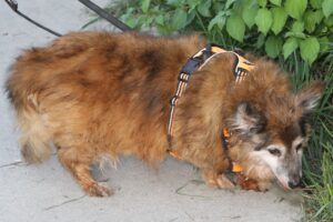 alfi fundhund IMG_9230we