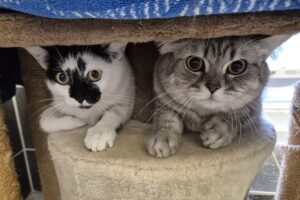 bacardi lina bacardi lina