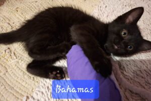 bahams 02