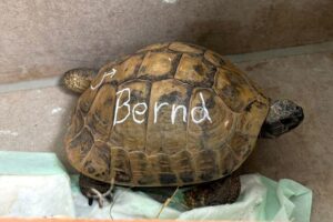 bernd 48 3 bernd 48 3