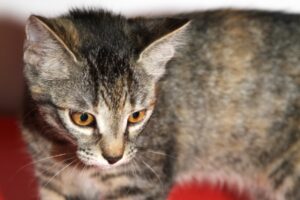 birdy IMG_5148we birdy IMG_5148we