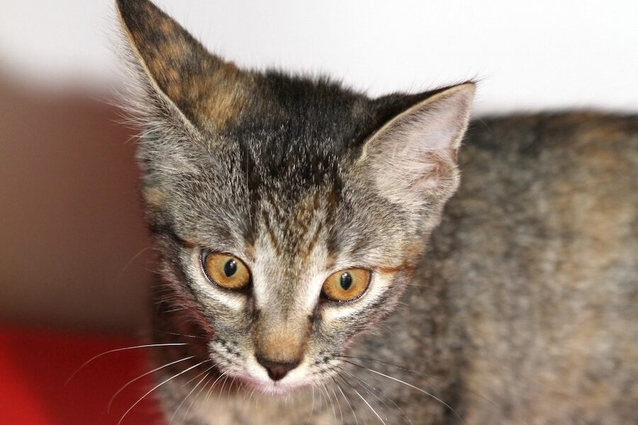 birdy IMG_5149we birdy IMG_5149we