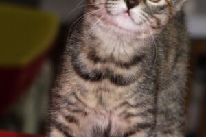 birdy IMG_5154we birdy IMG_5154we