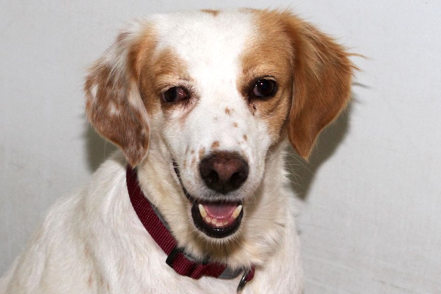 buttercup IMG_4948we buttercup IMG_4948we