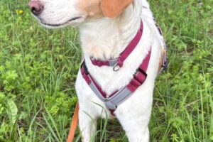 buttercup IMG_6935 buttercup IMG_6935