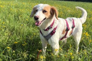 buttercup IMG_6949 buttercup IMG_6949