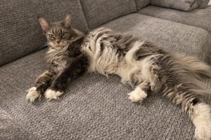 coco indi IMG_6998