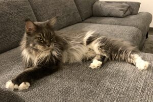coco indi IMG_7002