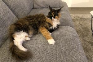 coco indi IMG_7027