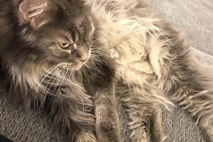 coco indi IMG_7032