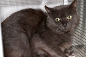 cosmo IMG_4646we