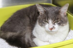 elvisIMG_9239we elvisIMG_9239we