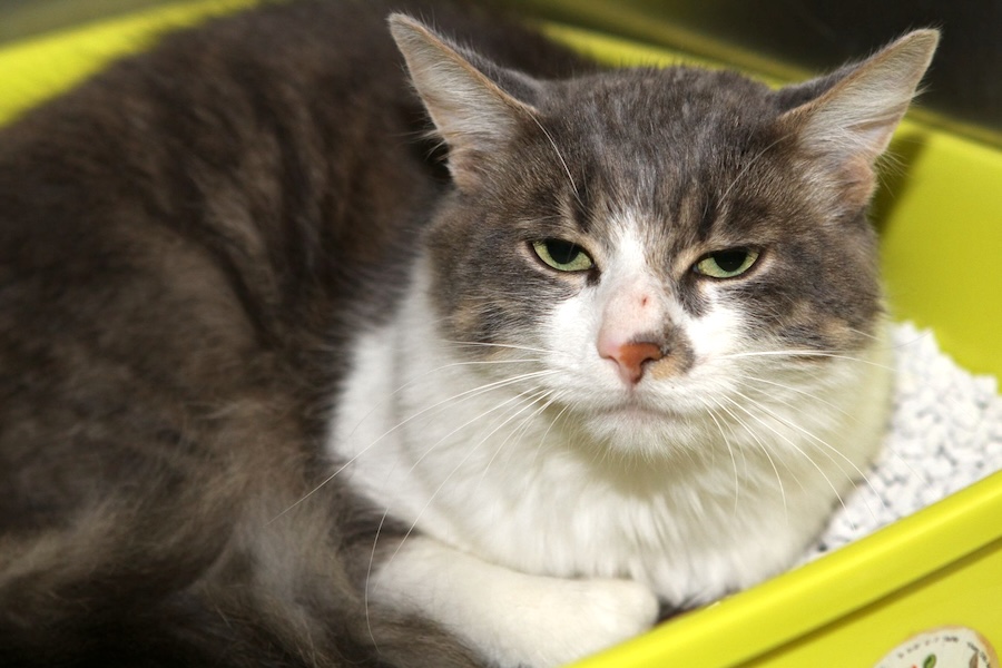 elvisIMG_9245web elvisIMG_9245web