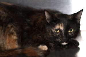 fancy IMG_4906qw fancy IMG_4906qw