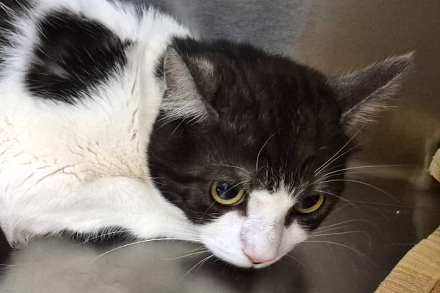figaro IMG_001