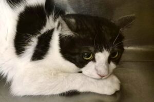 figaro IMG_002