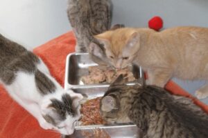 getroterfleck getplüschohren schwarz getwsco ttoh rotfrauIMG_9611we getroterfleck getplüschohren schwarz getwsco ttoh rotfrauIMG_9611we