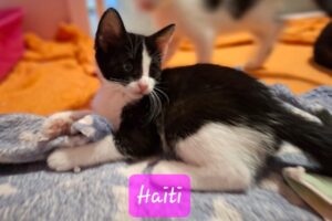 haiti 01