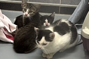 hera hillary hilda IMG_1450 hera hillary hilda IMG_1450