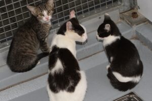 hilda getweiss Hera mama Hillary sw IMG_4796we hilda getweiss Hera mama Hillary sw IMG_4796we